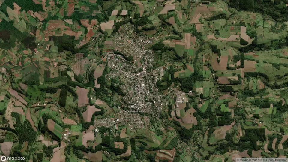 Imagem aérea de palmitos
